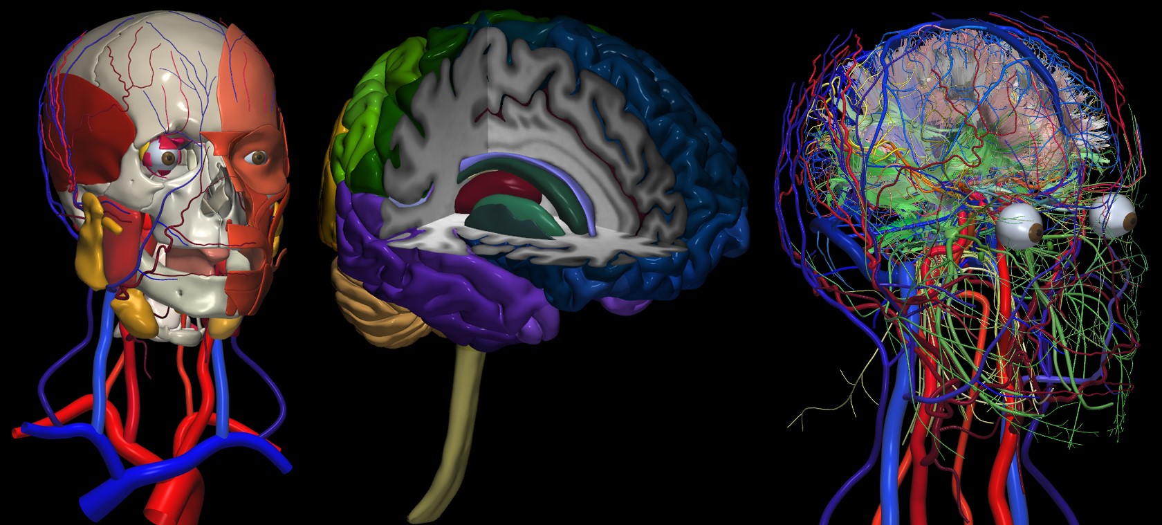 Brains brains brains слушать. Изучение головного мозга человека. Компьютерное моделирование мозга.